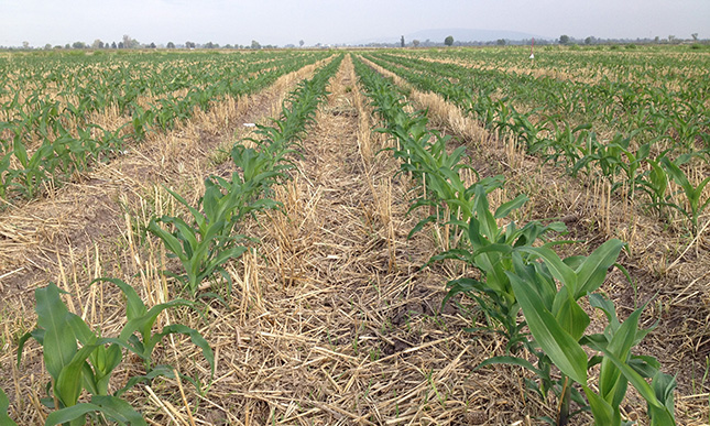 Clima: ¿Se avecina una tercera «Niña» en Argentina?