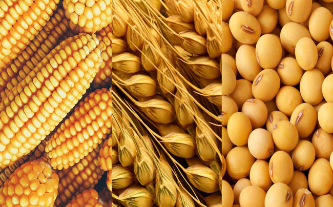 Soja, trigo y maíz: se intensificaron los combates en Ucrania y el mercado de granos responde con subas