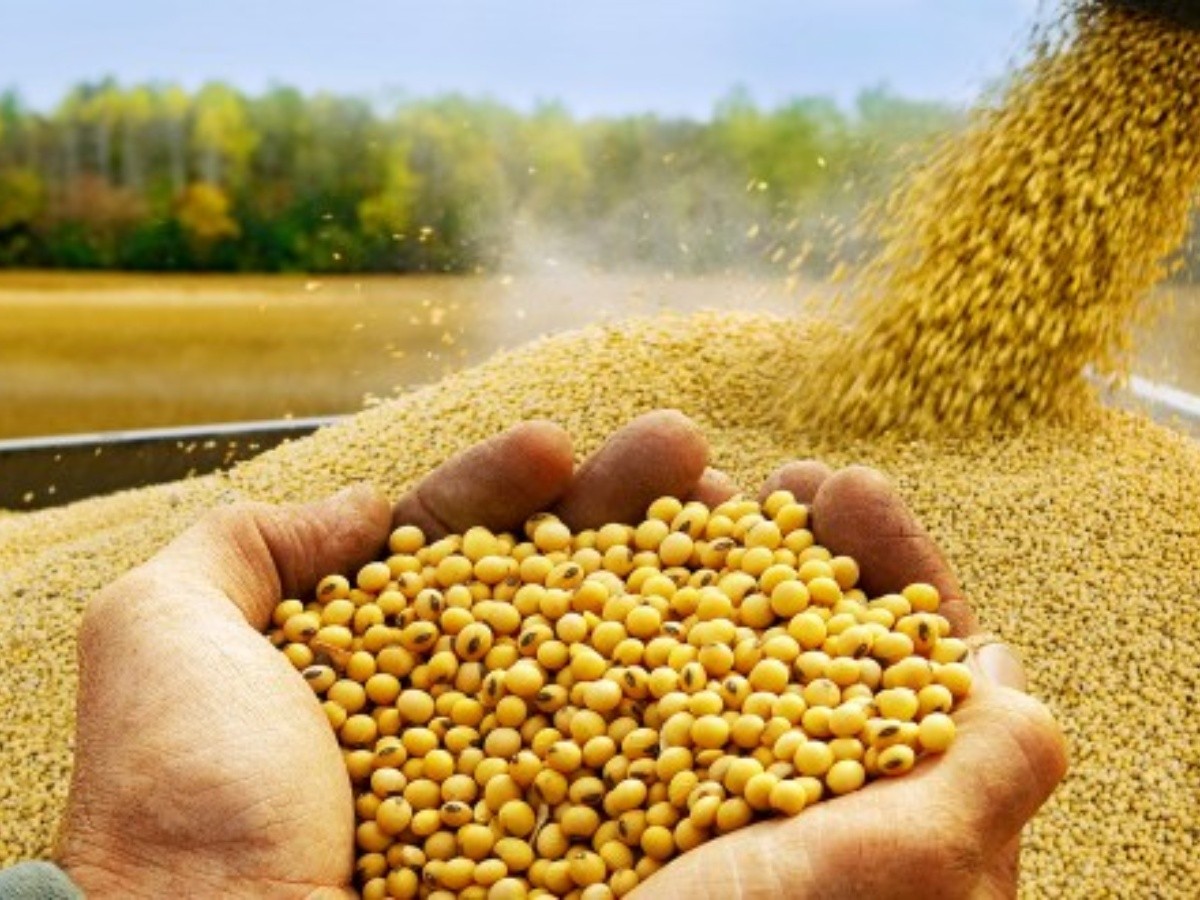 Bajas para soja y trigo en la apertura de la semana en Chicago