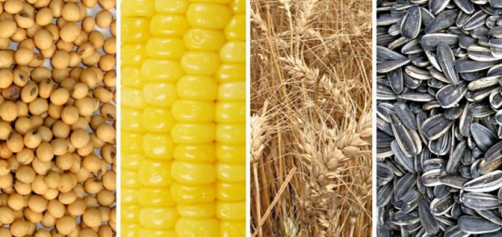 Jornada dispar para los granos con pocos negocios en Rosario