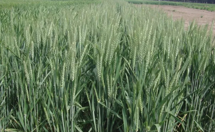 Trigo: Argentina pierde US$ 2000 millones por las políticas del Gobierno para el sector