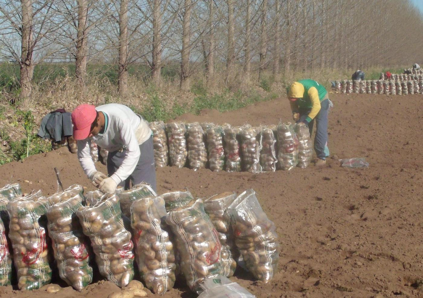 El RENATRE trabajó junto a la AFIP para la determinación del nuevo Indicador Mínimo de Trabajadores para la actividad de la papa