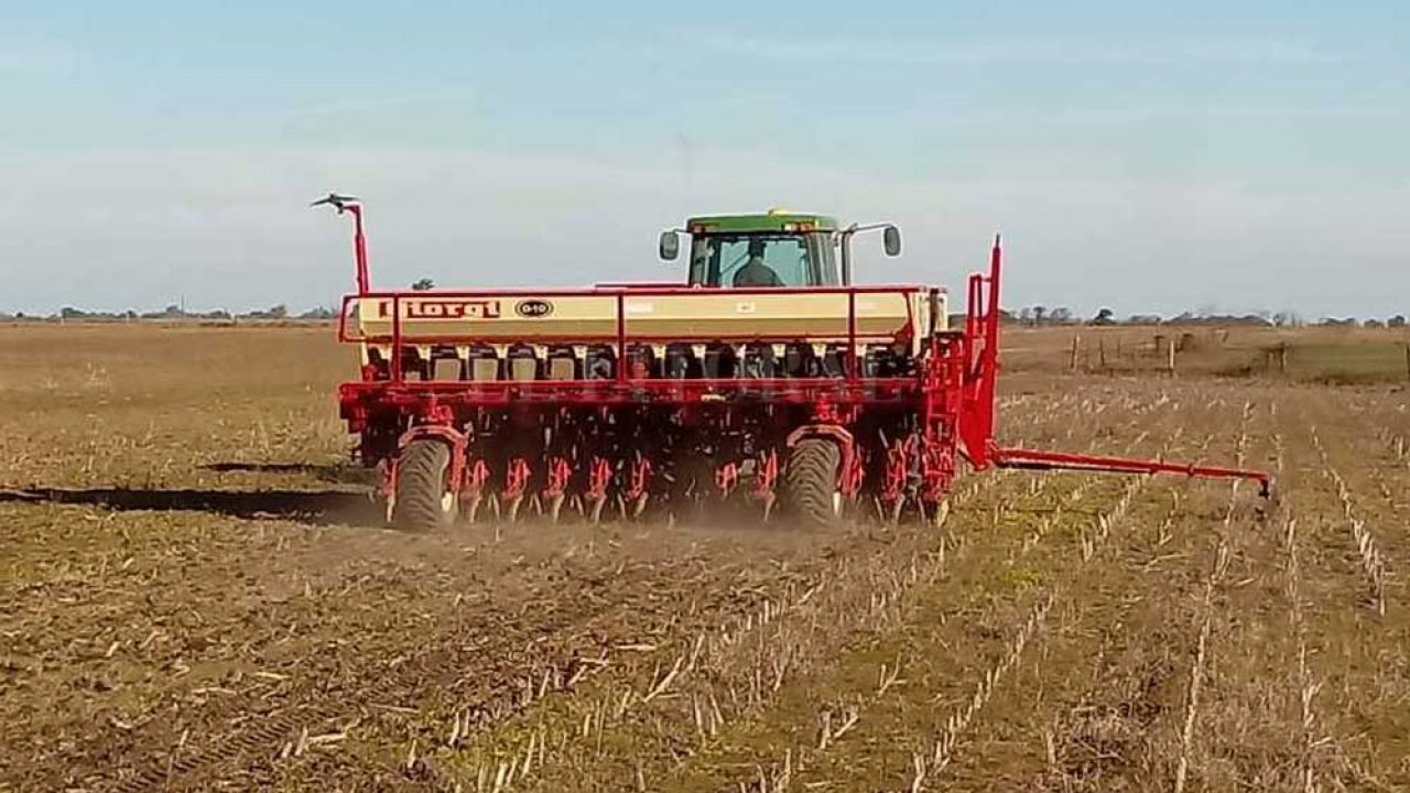 Trigo: la lluvia no alcanzó y es la siembra más atrasada de los últimos diez años