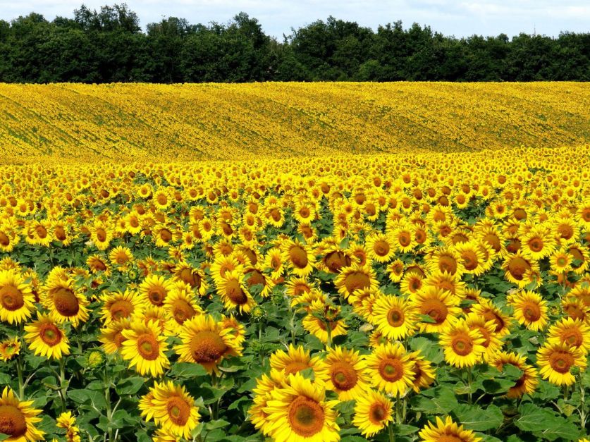 El área sembrada con girasol podría crecer un 35%