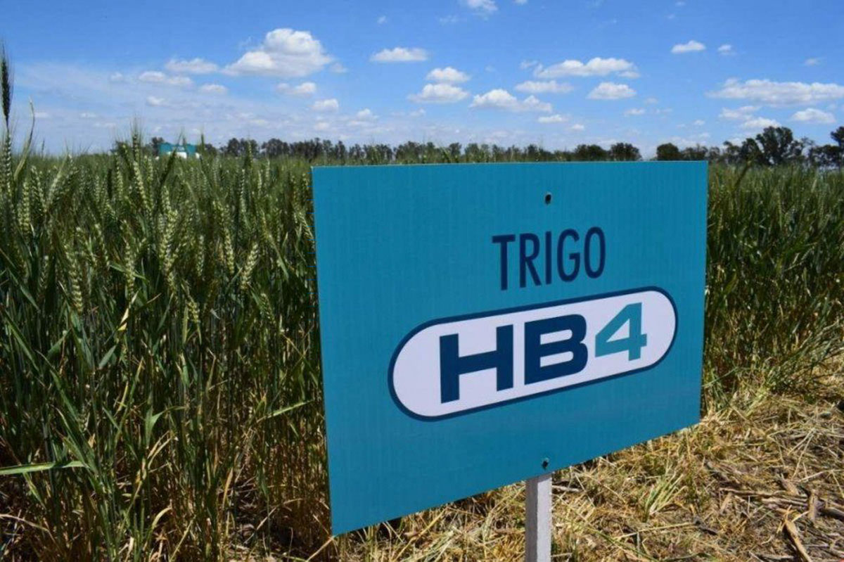 Un juez maplatense prohibió la siembra de trigo HB4 en Buenos Aires