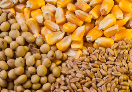 Mercado de Chicago: los granos gruesos cerraron con pérdidas