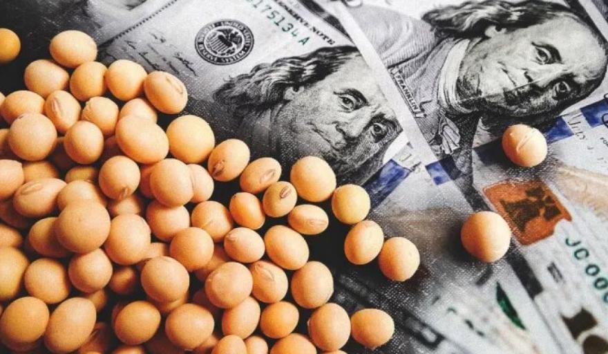 Desplome: la soja local cae hasta US$ 25 luego del anuncio del dólar diferenciado para el campo