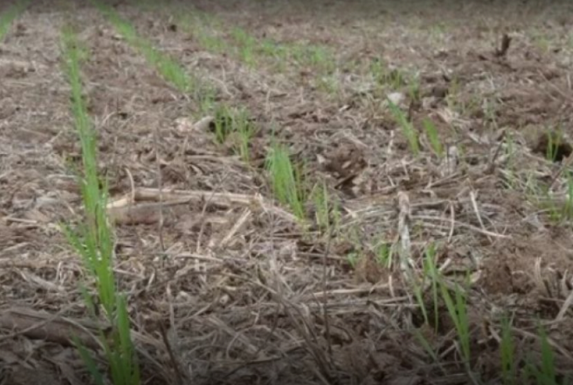 Se esperan pérdidas récord en trigo en zona nucleo