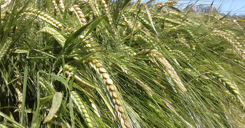 La proyección de cosecha de cebada también fue recortada