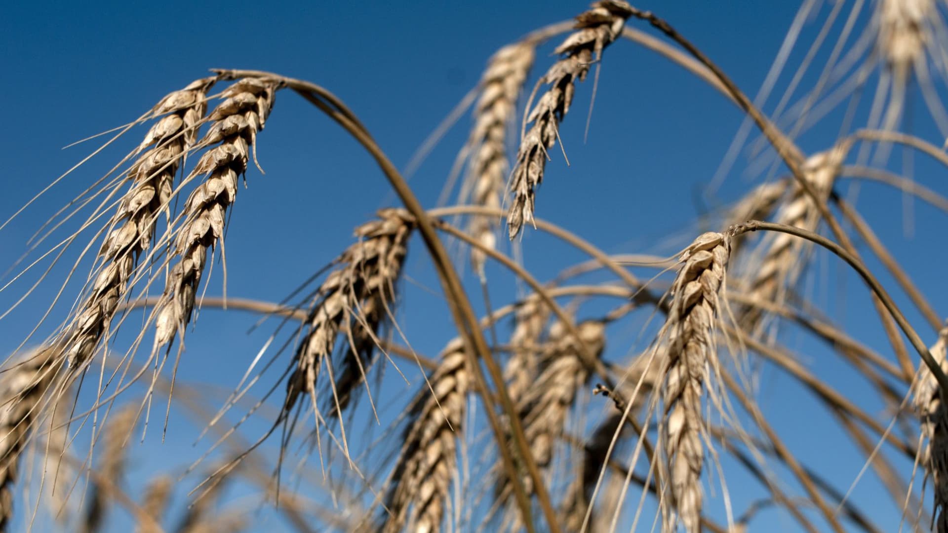 Campaña 2022-23: Las condiciones climáticas afectaron a los trigales