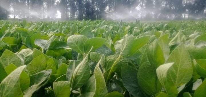 El Inta presentó nueva variedad de soja de alto potencial de rendimiento