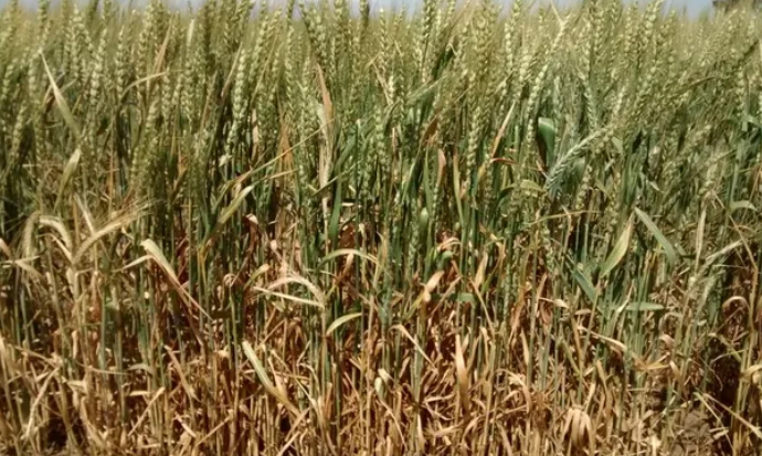 Preocupa la sequia: convocan a la cadena del trigo