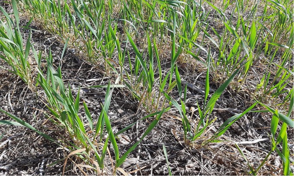 Buenos Aires y La Pampa, con mayor superficie de trigo en condiciones normales a buenas