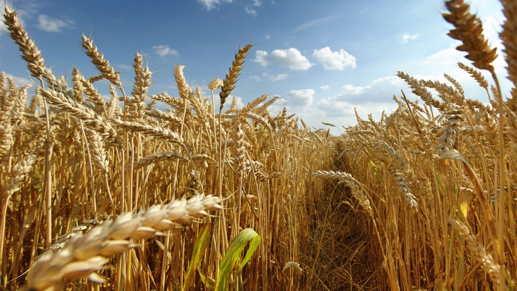 Con el nuevo ajuste productivo del trigo, la zona núcleo pierde US$ 650 millones