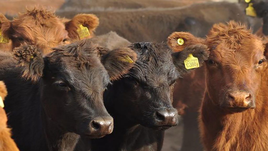 En medio de la sequía, el Gobierno destaca que hay producción récord de carne