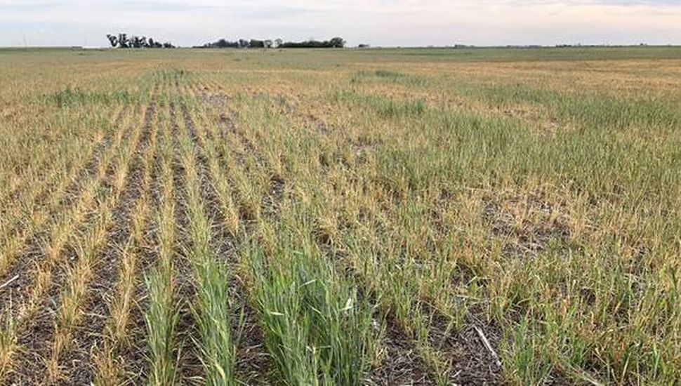 La campaña gruesa enfrenta peores condiciones que en 2008/09: cuándo vuelven las lluvias a la zona núcleo
