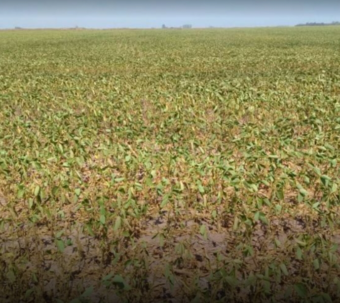 Sequía: en el corazón productivo del país hay casi 1,5 millones de hectáreas de soja entre «regulares y malas condiciones»