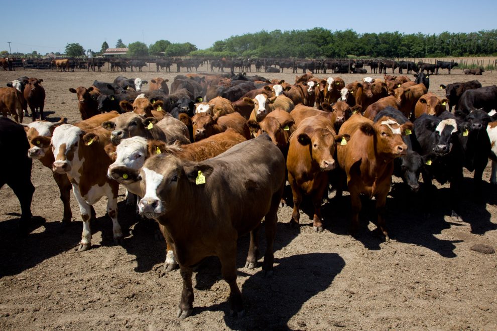 ¿Si llueve sube la carne? Advierten que el precio se puede disparar hasta un 100%