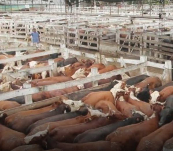 Con valores de la hacienda estancados, qué va a pasar con el precio de la carne en el arranque del 2023