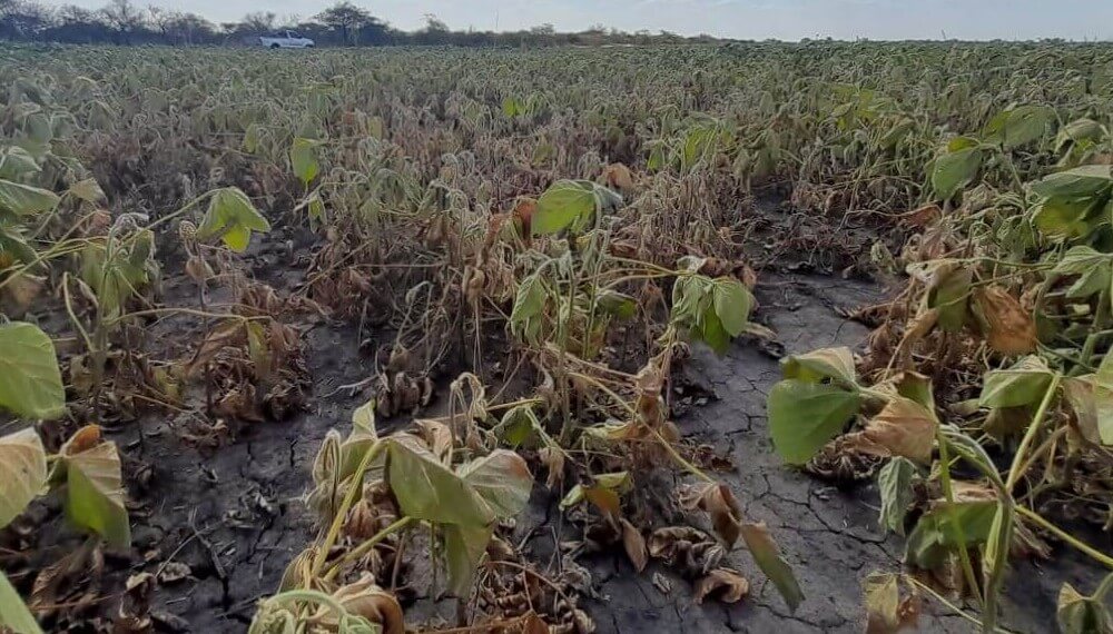 Sequía: Kicillof declaró la emergencia agropecuaria para Necochea y otros 10 distritos