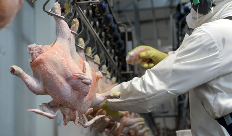 Argentina retoma exportaciones de pollo suspendidas por gripe aviar