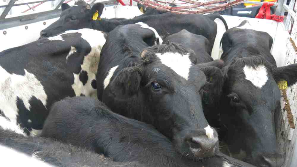 Faena de vacas: Aumenta a un ritmo elevado