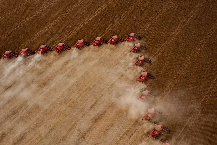 Desafíos para los precios de los granos: una tendencia bajista en el mercado internacional agrícola