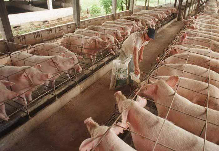 Destinan $2.000 millones para financiar a productores porcinos