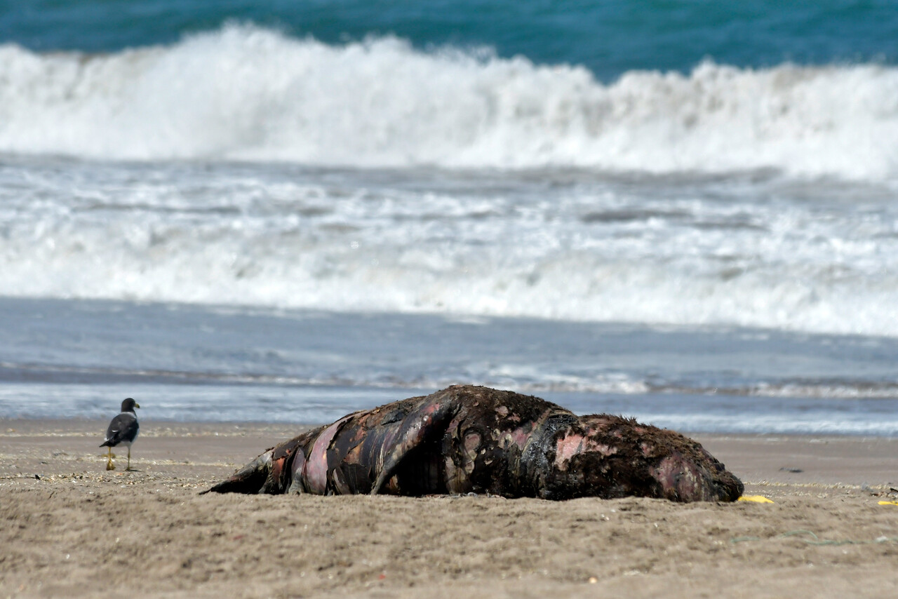 Necochea:  Posible foco de Influenza Aviar en la colonia de lobos marinos