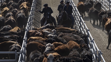 Cañuelas: el mercado mostró firmeza y convalidó valores máximos de $ 900