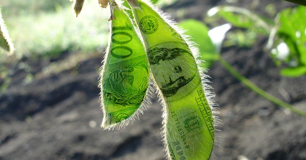 El gobierno oficializó un nuevo dólar soja