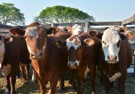 Aumento sustancial en los precios de la hacienda: Impacto en el Mercado Agroganadero de Cañuelas