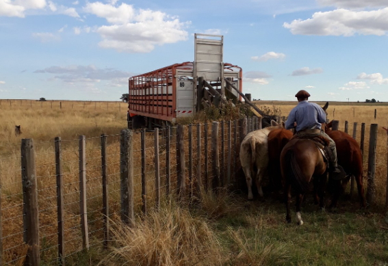 Precio de la hacienda: quebrantos de hasta 15% en Cañuelas