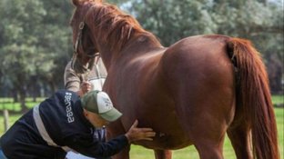 Sospecha: Posible primer caso de Encefalitis Equina en Necochea