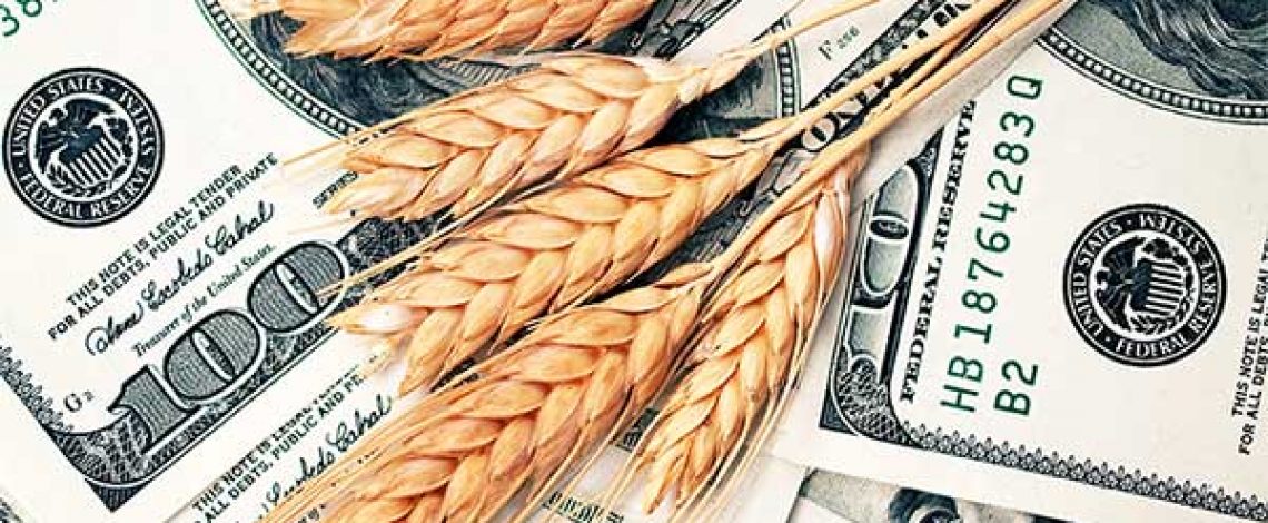 La cotización del trigo presionada ante la fortaleza del dólar: qué paso en el mercado local con la soja y el maíz