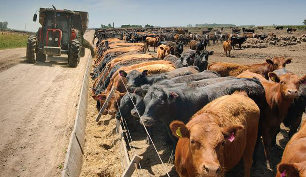 La concentración de vacunos en los feedlots totalizó los 5 M de cabezas