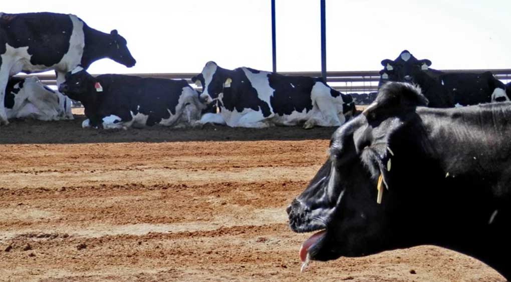 Estrés por calor en bovinos: recomendaciones para reducir el impacto