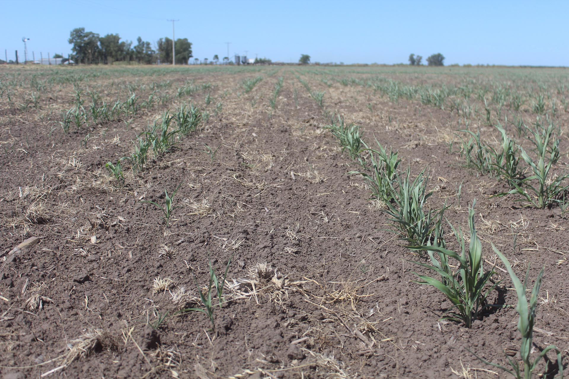 Buenos Aires: Extensión de la emergencia  agropecuaria en doce distritos