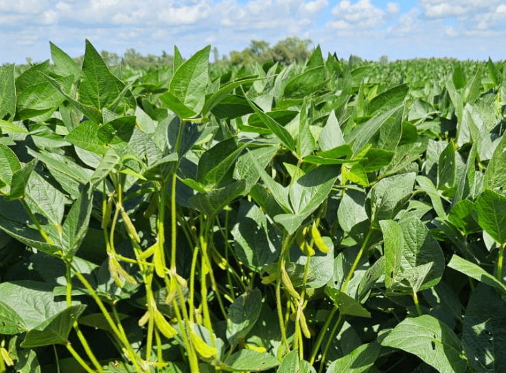 No será una “supercosecha”, pero será buena: por las lluvias, la soja recuperó 500.000 toneladas