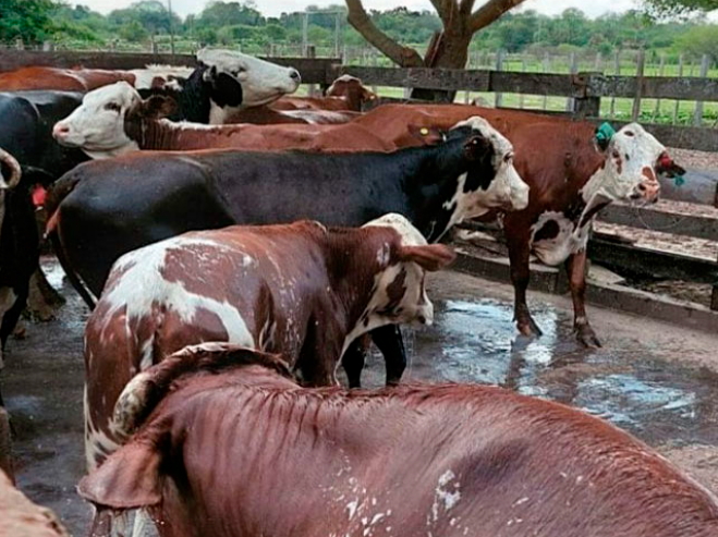 Desarrollan un test que diagnostica in situ la tristeza bovina