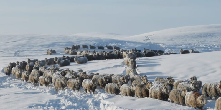 Miles de ovinos y vacunos en peligro: Las nevadas siguen castigando al rodeo ganadero de Santa Cruz y el invierno recién empieza
