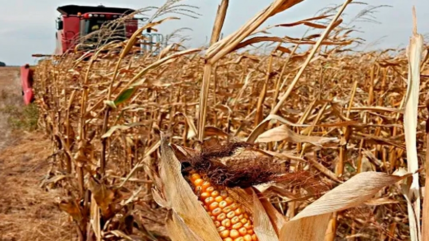 Tras las heladas se aceleró la cosecha de maíz