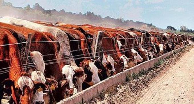 Feedlot: Nuevo récord en los niveles de encierro