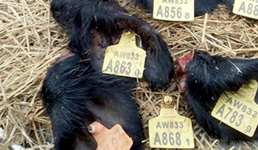 La Dulce: Le faenaron 7 animales a un productor agropecuario