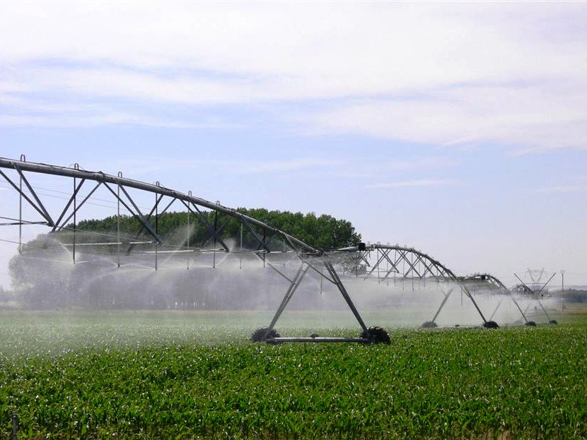 Exponencial ganancia en rindes de trigo con riego extensivo