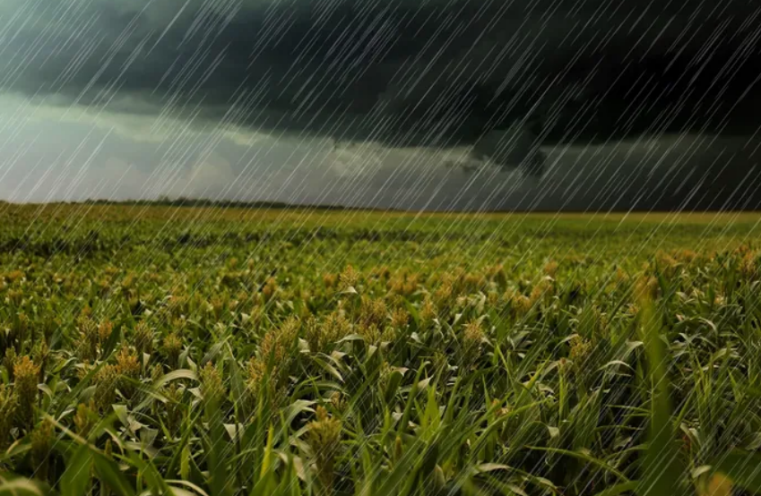 Llegan las lluvias a la región núcleo y una parte celebra