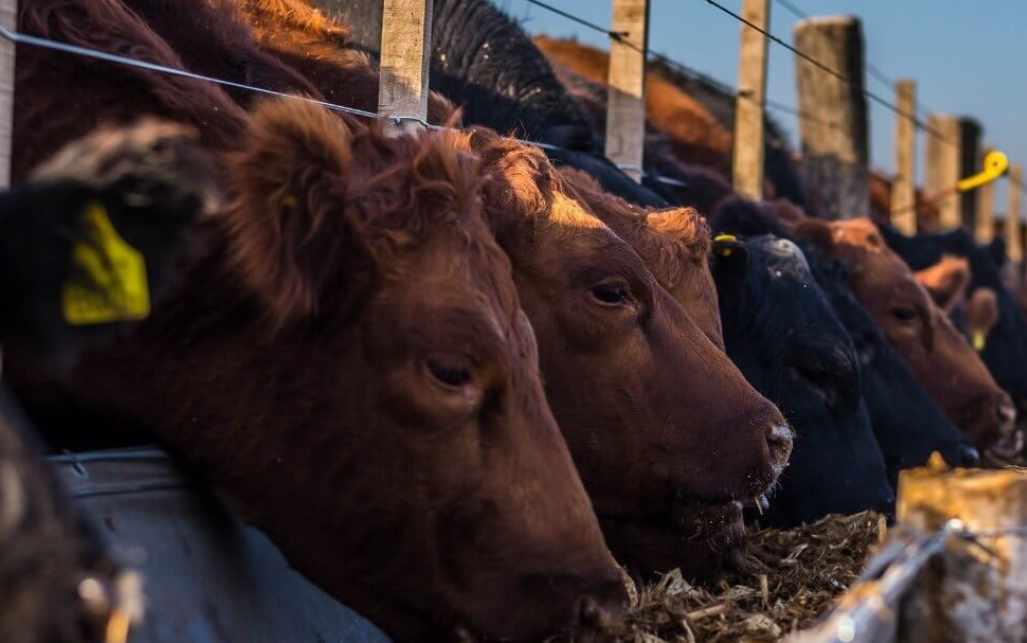 Los feedlots, entre un cambio de tendencia y una relación de precios que vuelve a desmejorar