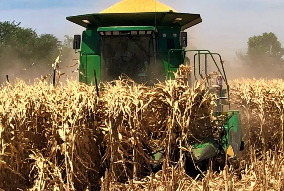 Para evitarse más poblemas: Productores apuran la cosecha de maíz