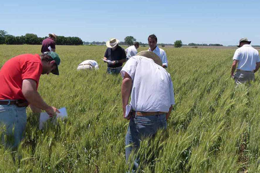 Miramar: Por primera vez una muestra temática a campo sobre un cultivo