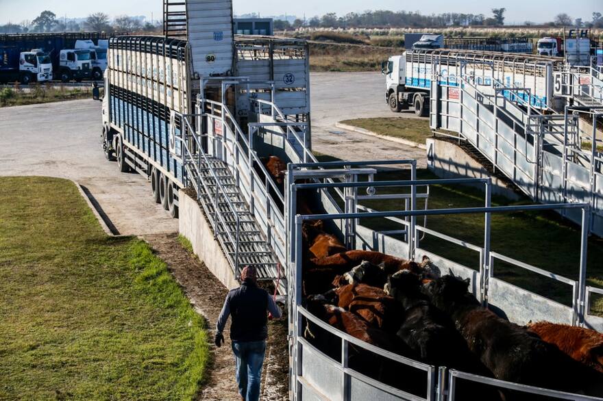Cañuelas: suben los precios de la hacienda en la última jornada de noviembre